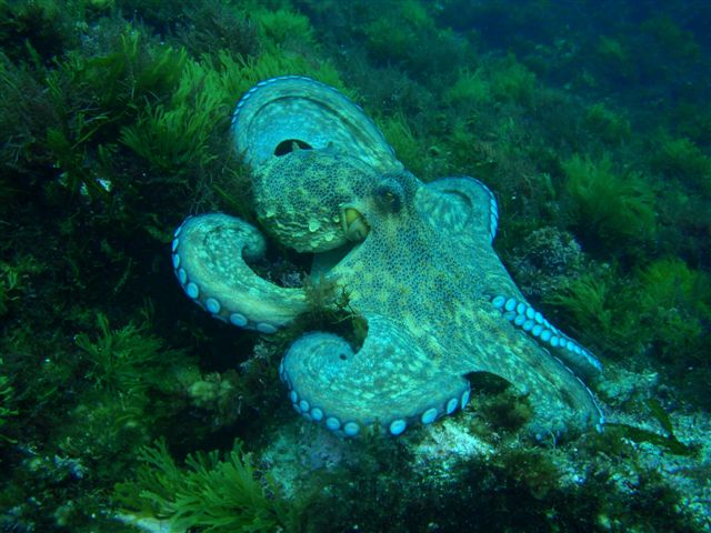 Ribadeo-Costa del Cant&aacute;brico, Buceo en Espana