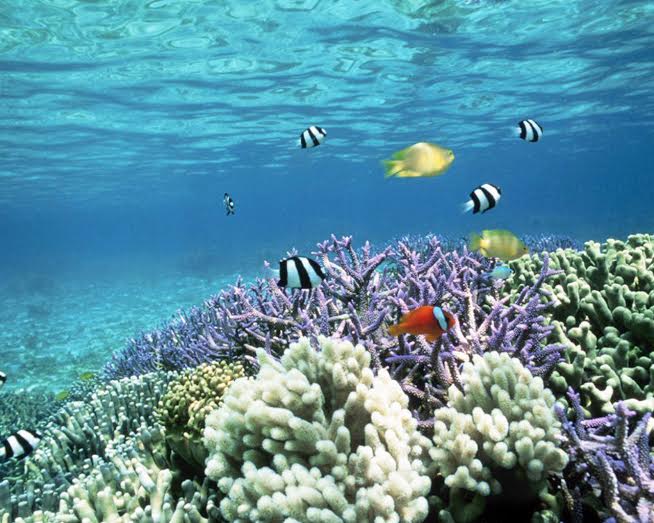 Diving In Coron Philippines