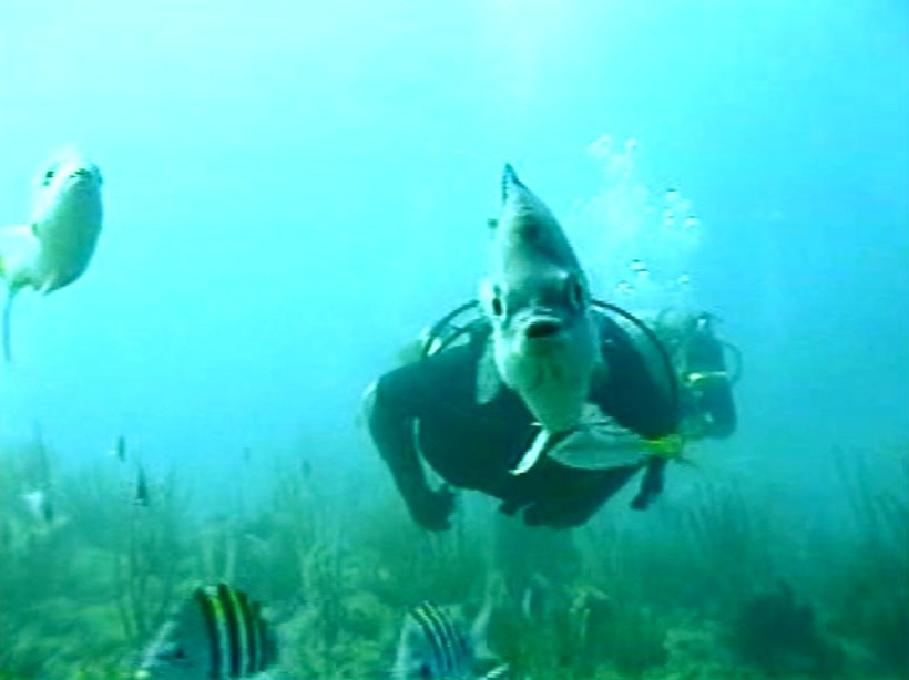 Diver and Fish