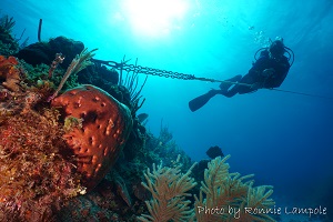 Diving picture of Guardalavaca, Cuba
