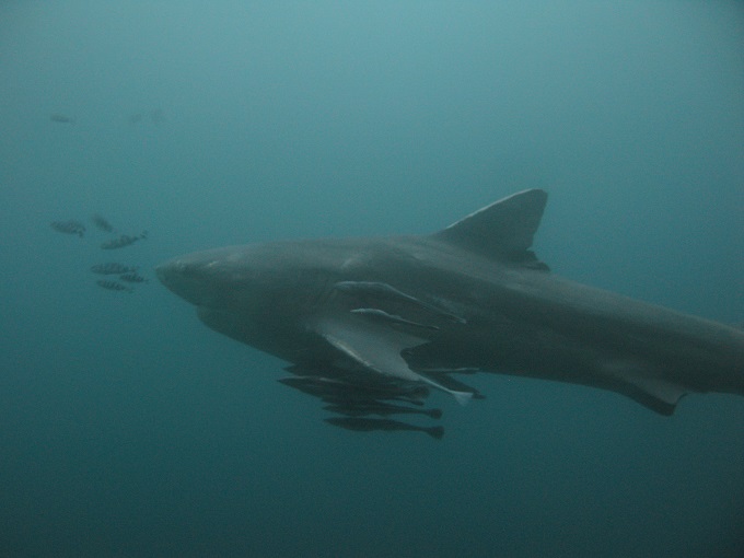 Diving_Aliwal_Shoal-Reef-Umkomaas