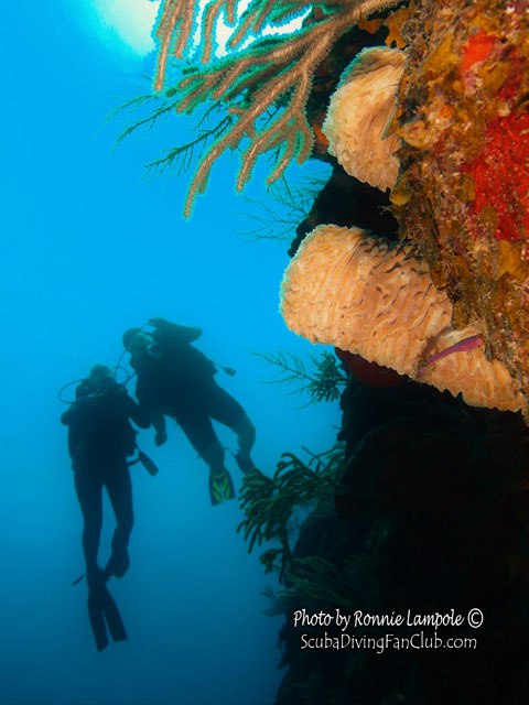 Diving_Guardalavaca cuba