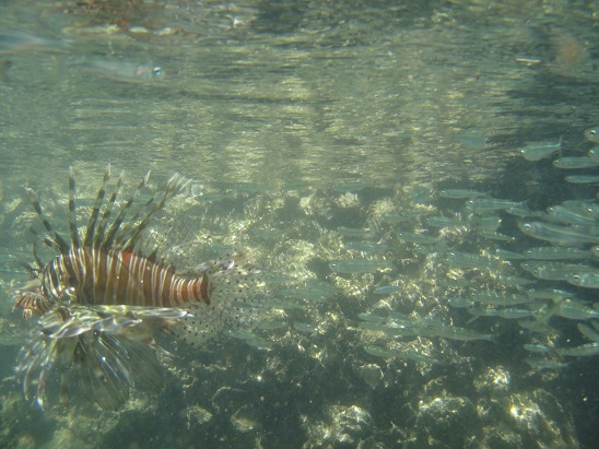 Diving Inhala Island