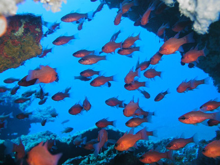 Diving In Italy-Cala Ganone