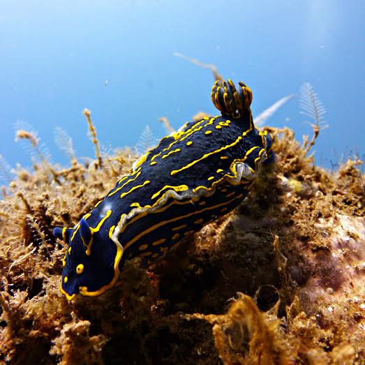 Diving_in_Portugal_Azul_Diving_Center