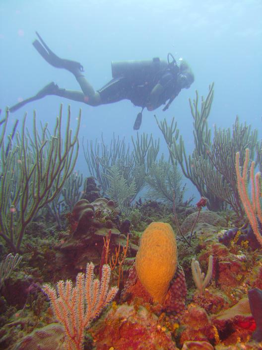 underwater world, diver over corals