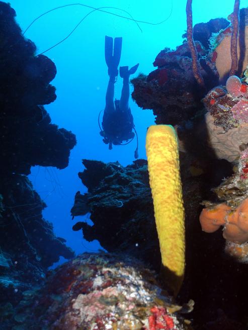Scuba_Diver-Sponge-corals