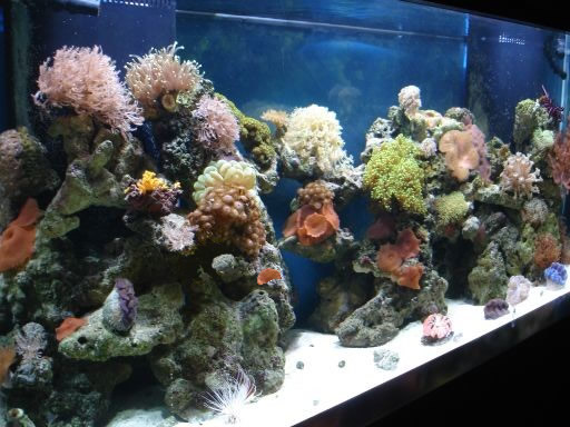 Mariculture corals for aquarium