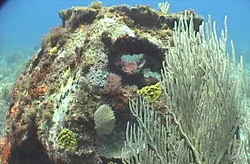 Ball Reef
