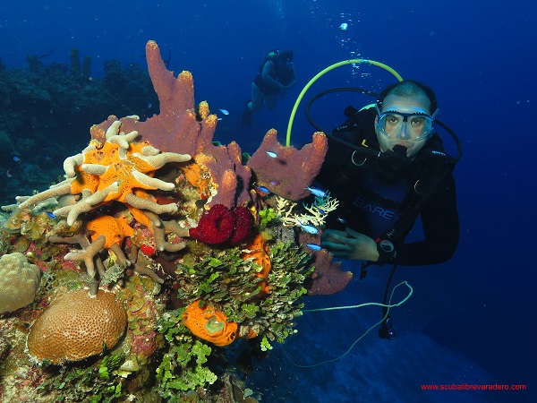 diving in varadero